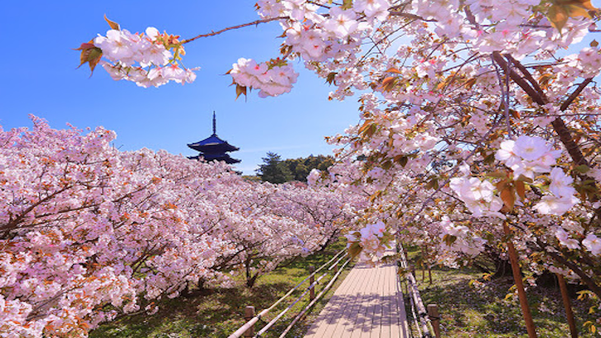 Ou Contempler Les Cerisiers A Kyoto En Nippon Touch